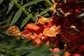 Close-up of seeds of a waxen cycad (encephalartos cerinus), a plant native to Africa Royalty Free Stock Photo
