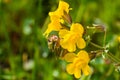 Close up of Seep monkey flower (Mimulus guttatus) blooming on the meadows of south San Francisco bay area, Santa Clara county,