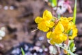 Close up of Seep monkey flower (Mimulus guttatus) blooming on the meadows of south San Francisco bay area, Santa Clara county,
