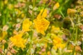 Close up of Seep monkey flower Mimulus guttatus blooming on North Table Mountain Ecological Reserve, Oroville, California Royalty Free Stock Photo