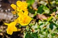 Close up of Seep monkey flower Mimulus guttatus blooming in North Table Mountain Ecological Reserve, Oroville, California Royalty Free Stock Photo