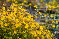 Close up of Seep monkey wildflowers Mimulus guttatus blooming on the shoreline of a creek in Yosemite National Park, Sierra