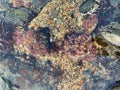 Close-up of seeweed and other sea creatures at low tide Royalty Free Stock Photo