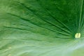 Close up of a segment of a leaf of American Lotus, Yellow Lotus, Nelumbo lutea on Lake Manawa, Council Bluffs, Iowa USA