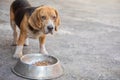 Close up and selective background of hungry beagle dog which is eating his breakfast outside the house under the daylight with