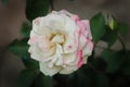 macro hybrid pink white rose flower Royalty Free Stock Photo