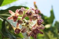 Close up and selective focus of Beautiful Purple Calotropis Flowers is a genus of flowering plants Royalty Free Stock Photo