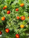 Beautiful red marigold flowers at mid-day sunlight in home garden. Royalty Free Stock Photo