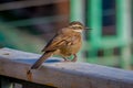 Close up of selective focus of beautiful tiny bird posing over a wooden structure in a blurred building background in Royalty Free Stock Photo