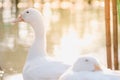 Close up and selective focus of beautiful young white duck near pond at the park in the morning Royalty Free Stock Photo