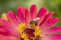 Close-up and selective focus bee image ,Little bee looking for nectar on pink flowers Royalty Free Stock Photo