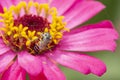 Close-up and selective focus bee image ,Little bee looking for nectar on pink flowers Royalty Free Stock Photo
