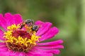 Close-up and selective focus bee image ,Little bee looking for nectar on pink flowers Royalty Free Stock Photo