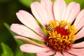 Close-up and selective focus bee image ,Little bee looking for nectar on pink flowers Royalty Free Stock Photo
