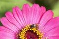 Close-up and selective focus bee image ,Little bee looking for nectar on pink flowers Royalty Free Stock Photo