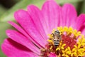 Close-up and selective focus bee image ,Little bee looking for nectar on pink flowers Royalty Free Stock Photo