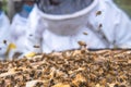 Close-up selective focus of bees in a hive with unfocused beekeepers unrecognizable