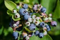 Close up, selective focus of blueberries ripe and ready to be picked