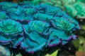 Close up of selective focus of bunch of bicolor flowers with color purble and blue, some are genetically improved or Royalty Free Stock Photo