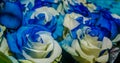 Close up of selective focus of bunch of bicolor flowers with color white and blue, some are genetically improved or