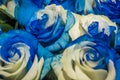 Close up of selective focus of bunch of bicolor flowers with color white and blue, some are genetically improved or