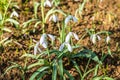 A close up, selective focus of a bunch of Snowdrops growing in a wood in Northamptionshire, UK Royalty Free Stock Photo