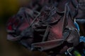 Close up of selective focus of detail of beautiful black rose