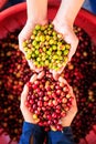 close up and selective focus farmer woman showing freshly picked of coffee multi color and cherries in red basket background Royalty Free Stock Photo