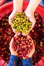 close up and selective focus farmer woman showing freshly picked of coffee multi color and cherries in red basket background Royalty Free Stock Photo