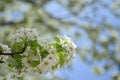 Close-up selective focus full frame view of a branch with white blossoms of an evergreen pear blossom tree. Royalty Free Stock Photo