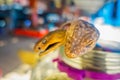 Close up of selective focus of gecko head with a blurred snake behind, prepared by locals on an island off the coast of