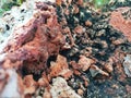 Close Up and Selective Focus of Granite Porphyry Stones, Great for Geology Purposes