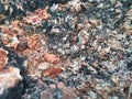 Close Up and Selective Focus of Granite Porphyry Stones, Great for Geology Purposes