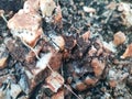 Close Up and Selective Focus of Granite Porphyry Stones, Great for Geology Purposes