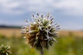 Close up selective focus of Great globe thistle, known as Echinops sphaerocephalus and Glandular globe thistle