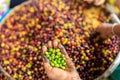 Close-up and selective focus green coffee beans in farmers hand Royalty Free Stock Photo