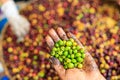 Close-up and selective focus green coffee beans in farmers hand Royalty Free Stock Photo