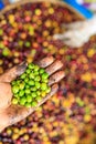 Close-up and selective focus green coffee beans in farmers hand Royalty Free Stock Photo