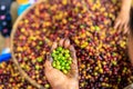 Close-up and selective focus green coffee beans in farmers hand Royalty Free Stock Photo