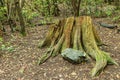 Close up selective focus. A huge dry old stump of a giant Canary Laurel surrounded by a vibrant relic forest. National Park Anaga Royalty Free Stock Photo