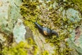 Close up selective focus. A huge snail crawling on a wet stone slope covered with colored lichen. Relict forest on the slopes of