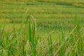 Close up and selective focus a line of rice plants