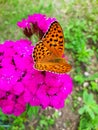 Close up selective focus Open winged shots of a brown Great Spangled Fritillary buttergly  feeding on purple dianthus flower Royalty Free Stock Photo