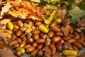 Close up selective focus photo of a pile of colorful acorns and leaves in soft light Royalty Free Stock Photo