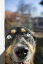 selective focus portrait of a black husky dog