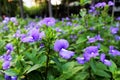 Close Up and Selective focus Purple colors of Beautiful Flower Blooming with Green Leaf Background