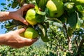 Hand picking ripe and fresh green apples