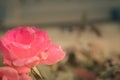 Close up selective focus shot of a pink bloomed rose