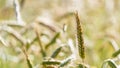 Close up on single wheat ear growing in field