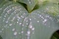 Close-up with selective focus, textured leaves of Hosta with rain drops as the background